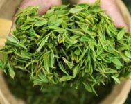 茶樹產(chǎn)量高嗎？一畝產(chǎn)多少斤？