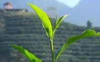 客田鎮(zhèn)：茶樹吐新芽，茶農(nóng)喜增收